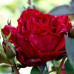 Троянда ч/г Ред Інтуішн клас АА - оптом