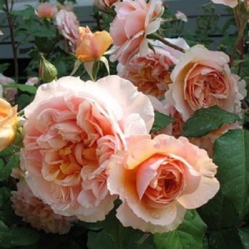 Роза английская Персиковое Чудо (контейнер)