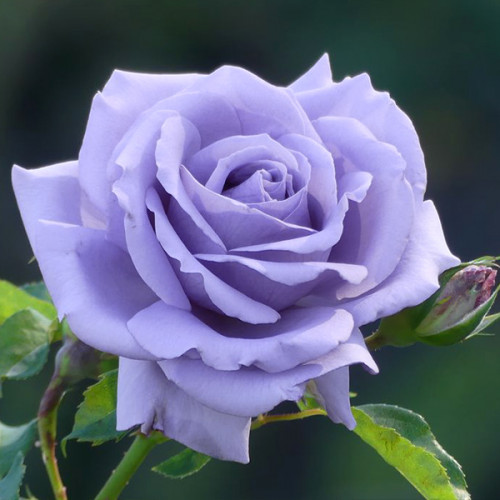 Троянда штамбова Блакитний Ніл 2 прививки