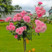 Троянда штамбова Tantau Старлет Роуз Єва (Starlet Rose Eva) 2 прививки - оптом