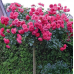 Троянда штамбова плетиста Розаріум 1 прививка - оптом