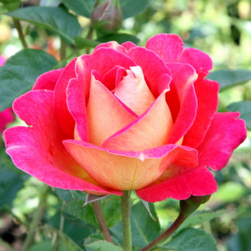 Троянда штамбова Павине око 2 прививки