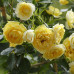 Троянда штамбова Tantau Старлет Роуз Еліда (Starlet Rose Elida) 1 прививка - оптом