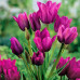 Тюльпан Многоцветковый Purple Bouquet 10/11 - оптом