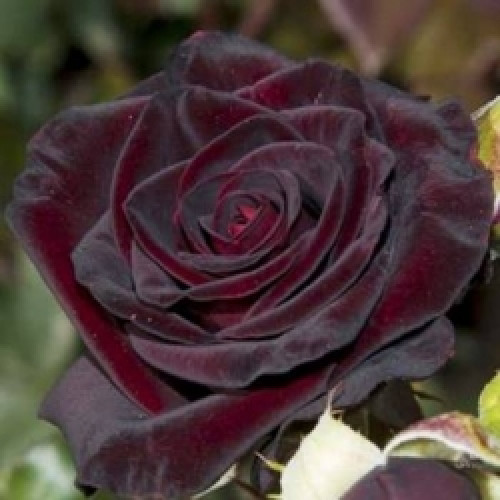 Троянда штамбова Чорна королева 2 прививки