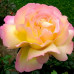 Троянда штамбова Глорія Піс 1 прививка - оптом