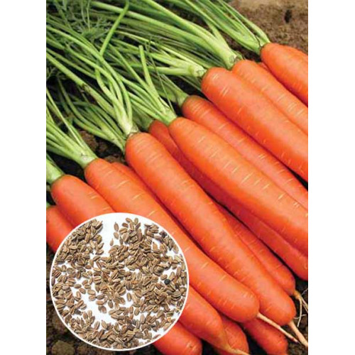 Морква Червоний велетень вагова (насіння) 1 кг
