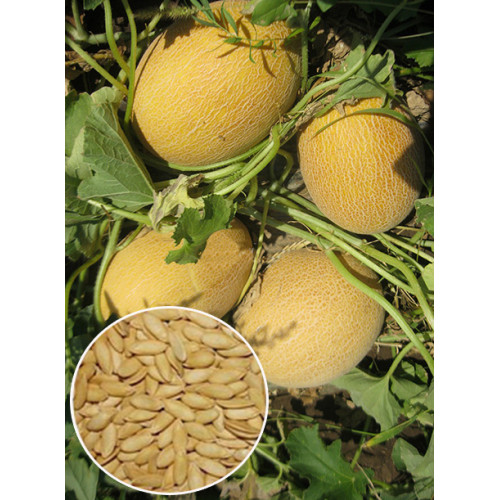Диня Кредо вагова (насіння) 1 кг