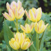Тюльпан Многоцветковый Antoinette 10/11 - оптом