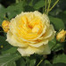 Троянда штамбова Чайна Герл 1 прививка - оптом
