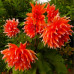 Жоржина кактусова Color Spectacle - оптом