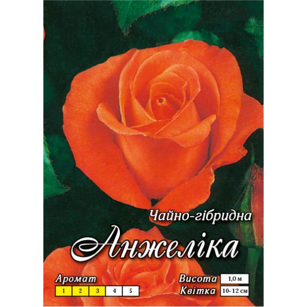 Роза ч/г Анжелика класс АА