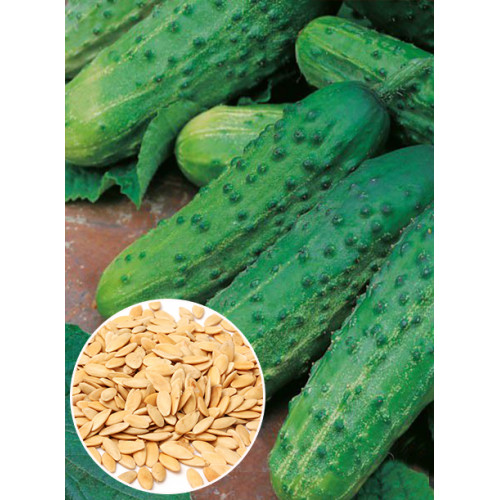 Огірок Юліан f1 ваговий (насіння) 1 кг