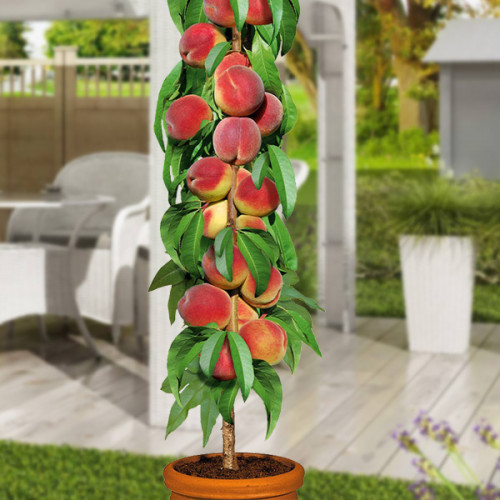 Персик колоновидный Тотем садовода 1 класс