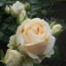 Троянда штамбова Аваланж 2 прививки - оптом