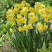 Нарцисс многоцветковый Yellow Cherfulness 10/12 - оптом