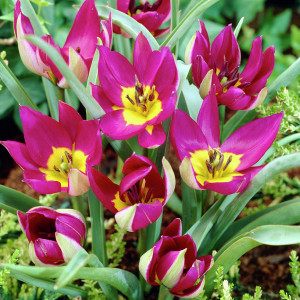 Тюльпани Ботанічні