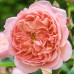 Роза английская Персиковое Чудо класс А - оптом