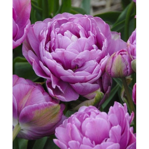 Тюльпан Махровый + Многоцветковый Lilac Perfection 10/11
