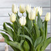 Тюльпан тріумф Agrass White (TT) 11/12 - оптом