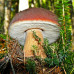 Білий гриб ялиновий 50 г (міцелій грибів) - оптом