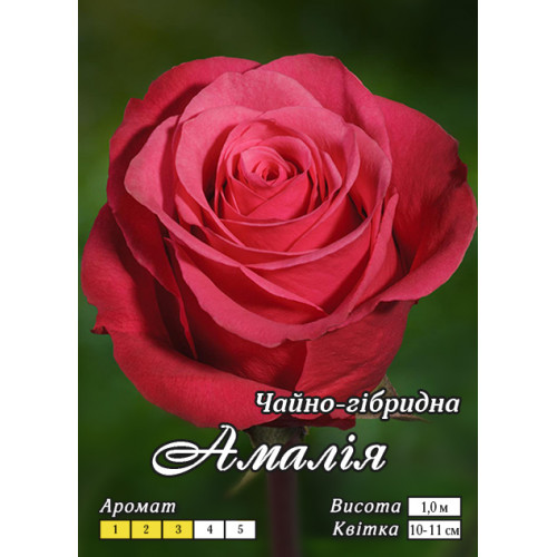 Троянда ч/г Амалія клас АА