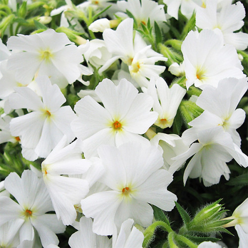 Флокс многолетний Early Spring White (контейнер 0.5 л)