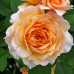 Троянда штамбова Сер Ланселот 1 прививка - оптом