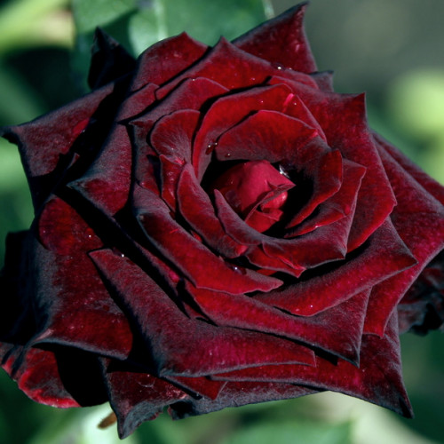 Троянда штамбова Блек Баккара  1 прививка