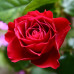 Троянда штамбова Краплина 2 прививки - оптом