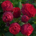 Троянда англійська Піано клас АА - оптом