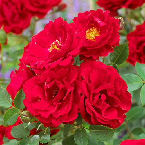 Троянда штамбова Tantau Цвергкониг 78 (Zwergkonig 78) 1 прививка