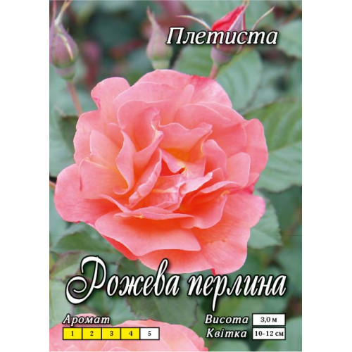 Троянда плетиста Рожева Перлина клас А