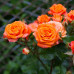 Троянда штамбова Tantau Моніка (Monika) 2 прививки - оптом