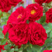 Троянда штамбова Tantau Цвергконіг 78 (Zwergkonig 78) 2 прививки - оптом