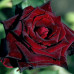 Троянда ч/г Блек Баккара клас АА - оптом