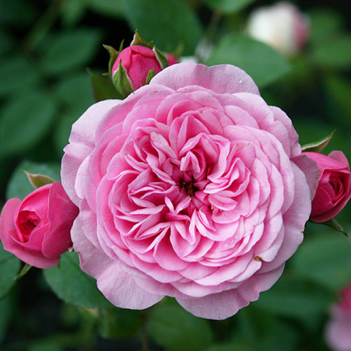 Троянда штамбова Tantau Старлет Роуз Єва (Starlet Rose Eva) 2 прививки