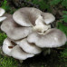 Вешенка обыкновенная 50 г (мицелий грибов) - оптом