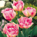 Тюльпан Махровый + Многоцветковый Peach Blossom 10/11 - оптом