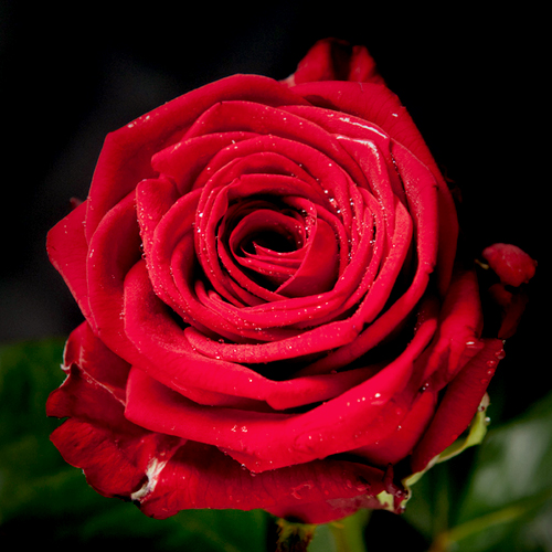 Троянда штамбова Ред Наомі