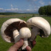 Шампиньон садовый 50 г (мицелий грибов) - оптом