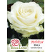 Троянда великоквіткова Біла (RoseLuxe Poland) - оптом