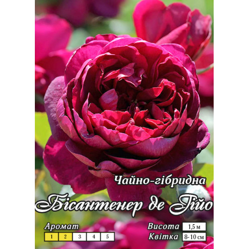 Троянда паркова Бісантенер де Гійо клас А