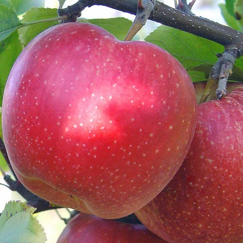Яблуня Гала маст 1 клас