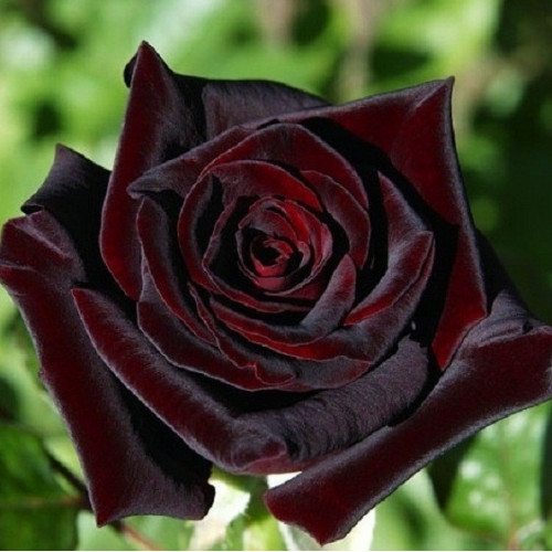 Роза плетистая Чёрная королева класс АА