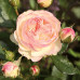 Роза штамбовая Tantau Пастелла (Pastella) 1 прививка - оптом