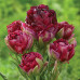 Тюльпан Махровый + Многоцветковый Pearl Mountain 11/12 - оптом
