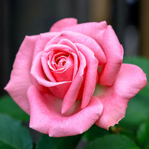 Троянда великоквіткова Рожева (RoseLuxe Poland)
