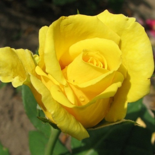 Троянда штамбова Ландора 2 прививки