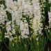 Гиацинт многоцветковый White Festival 16/17 - оптом